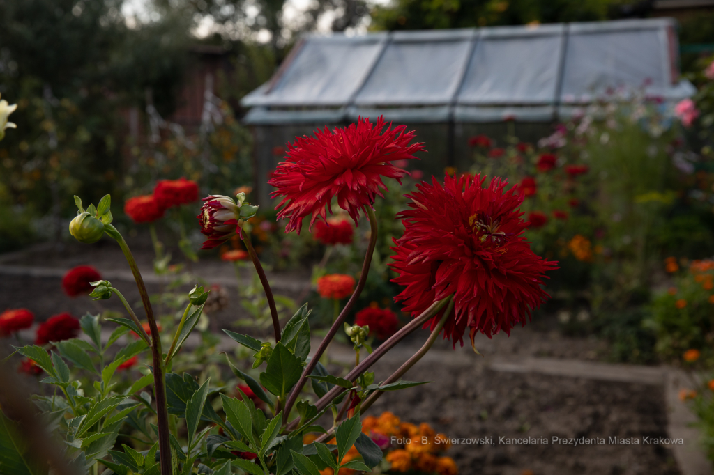 bs-września 14, 2019-img_1568.jpg-Tulipan,Działki,Majchrowski  Autor: B. Świerzowski