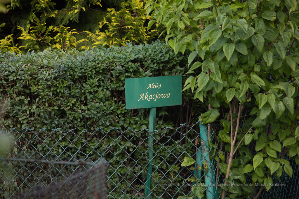 bs-września 14, 2019-img_1579.jpg-Tulipan,Działki,Majchrowski  Autor: B. Świerzowski