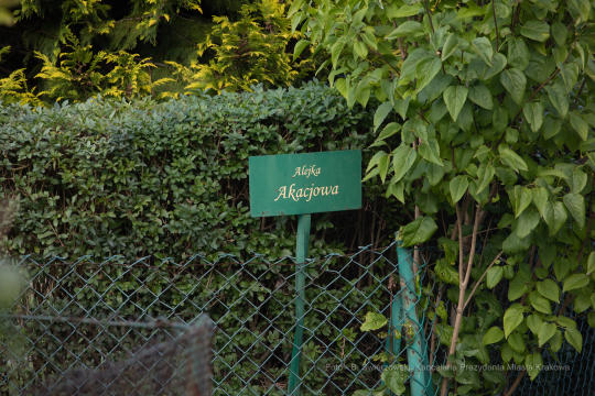 bs-września 14, 2019-img_1579.jpg-Tulipan,Działki,Majchrowski