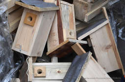 0404.jpg-Walentynkowa akcja rozdawania budek lęgowych