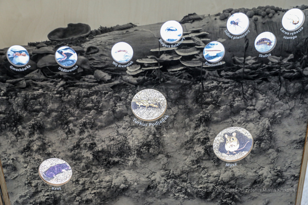 bs-lutego 29, 2020-img_7969.jpg-Symbioza,Las Wolski,Majchrowski,ZZM  Autor: B. Świerzowski