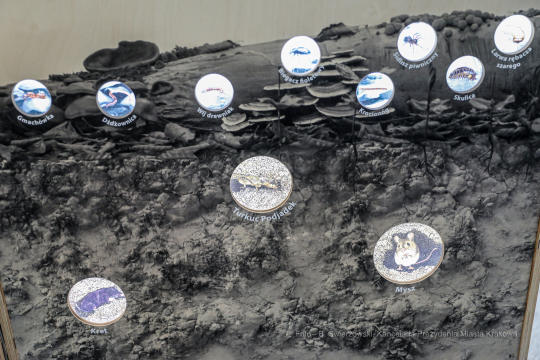 bs-lutego 29, 2020-img_7969.jpg-Symbioza,Las Wolski,Majchrowski,ZZM