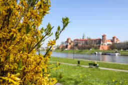 bs_210428_1536.jpg-Wiosna, Kwiaty, Centrum, Wawel