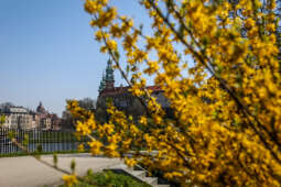 bs_210428_1545.jpg-Wiosna, Kwiaty, Centrum, Wawel