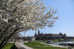 bs_210428_1553.jpg-Wiosna, Kwiaty, Centrum, Wawel