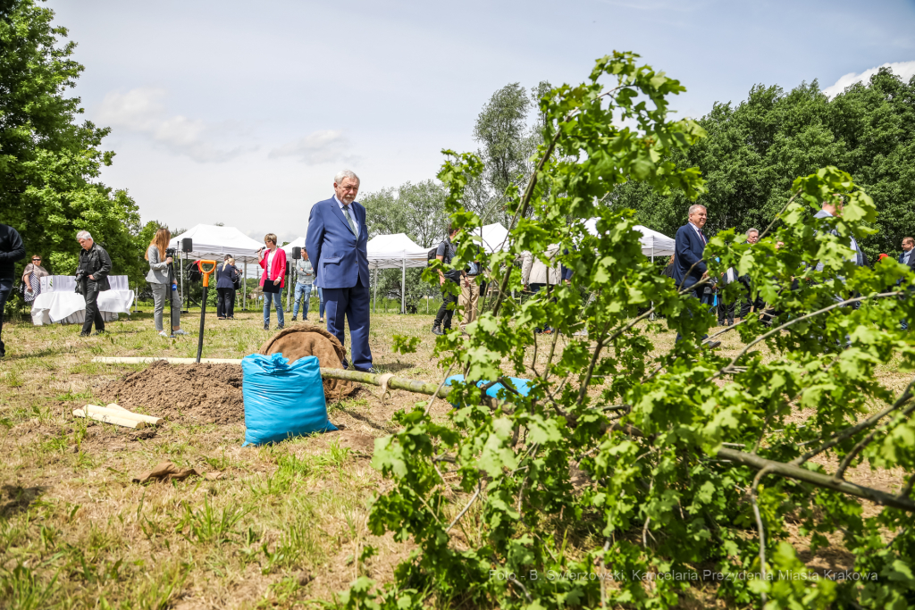 bs_210527_0943.jpg-KHK, Dęby, Majchrowski, Trzmiel  Autor: B. Świerzowski