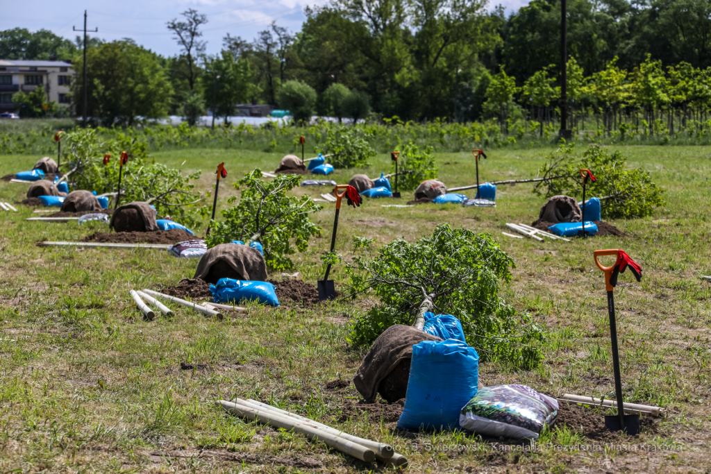 bs_210527_4721.jpg-KHK, Dęby, Majchrowski, Trzmiel  Autor: B. Świerzowski