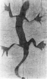 Pierwsze polskie zdjęcie rentgenowskie – przycisk do papieru z brązu w kształcie jaszczurki