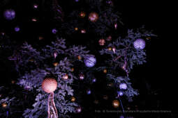 bs_211127_6050.jpg-Choinka 2021, Majchrowski