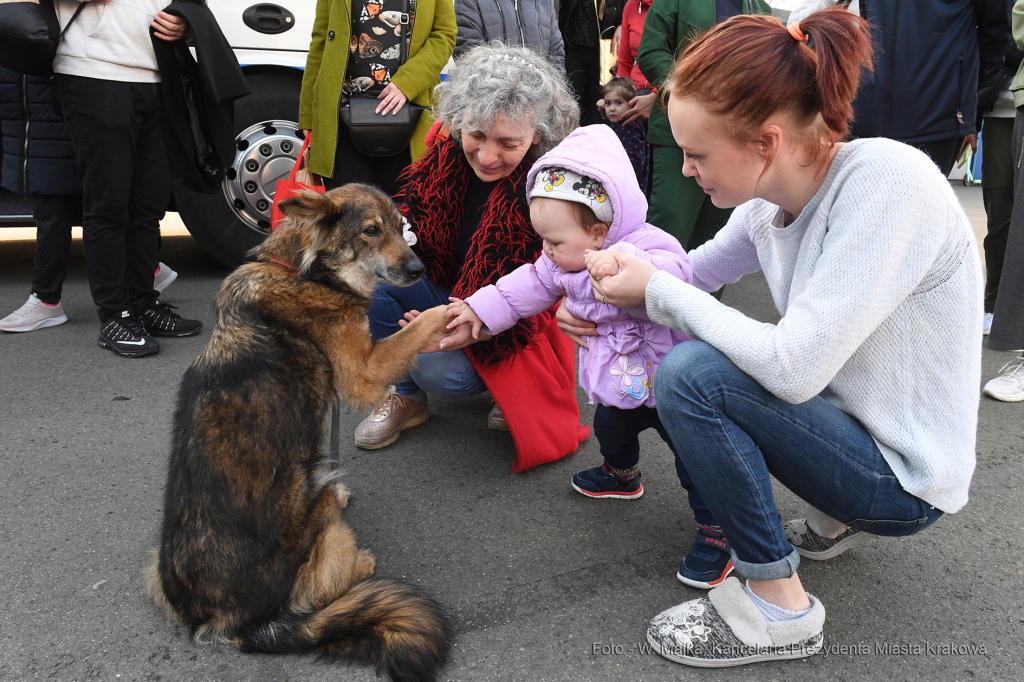 3131jpg.jpg-Wyjazd uchodźców ukraińskich do Innsbrucka  Autor: W. Majka