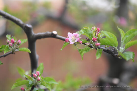 2727jpg.jpg-Otwarcie wystawy „Smoczy Ogród. Bronisław Chromy na Wawelu”