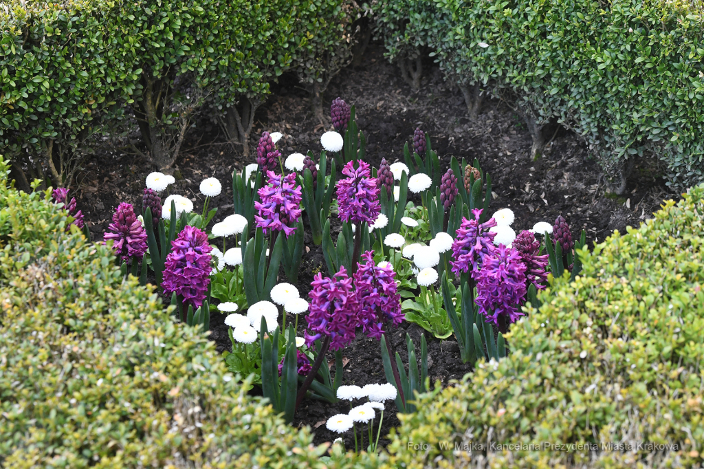 2929jpg.jpg-Otwarcie wystawy „Smoczy Ogród. Bronisław Chromy na Wawelu”  Autor: W. Majka