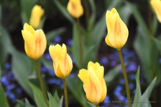 3030jpg.jpg-Otwarcie wystawy „Smoczy Ogród. Bronisław Chromy na Wawelu”