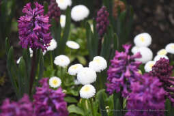 3131jpg.jpg-Otwarcie wystawy „Smoczy Ogród. Bronisław Chromy na Wawelu”