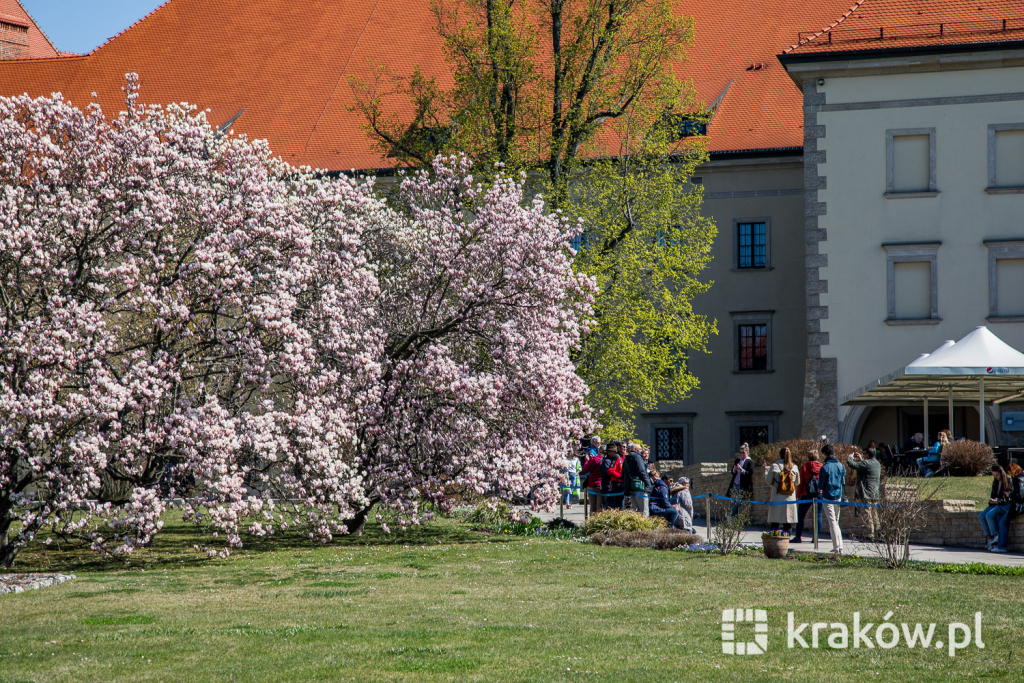 jg1_220413_krpl_202a3295.jpg-magnolia, Wawel, wiosna