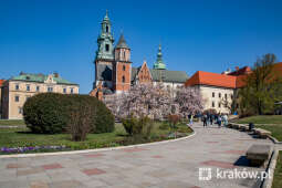 jg1_220413_krpl_202a3298.jpg-magnolia, Wawel, wiosna