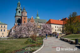 jg1_220413_krpl_202a3307.jpg-magnolia, Wawel, wiosna