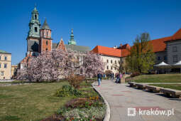 jg1_220413_krpl_202a3311.jpg-magnolia, Wawel, wiosna