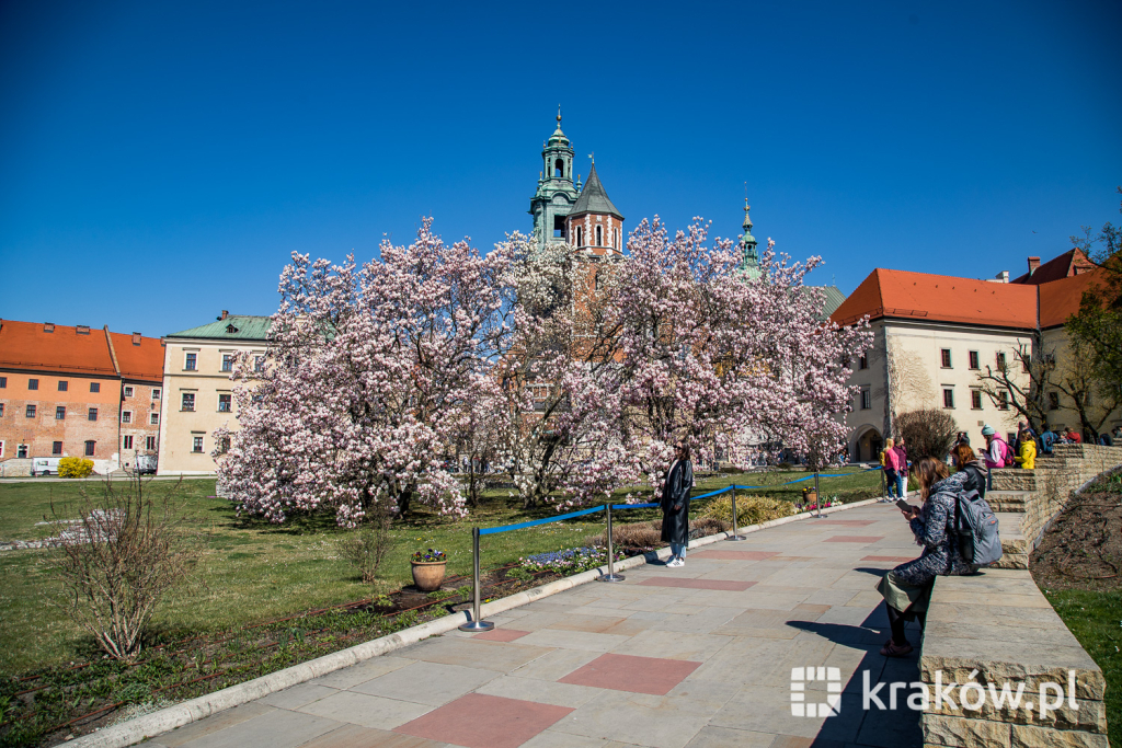 jg1_220413_krpl_202a3317.jpg-magnolia, Wawel, wiosna