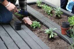 -ce7vcpk.jpeg-Zasadziliśmy warzywa i zioła w magistrackim ogrodzie