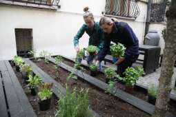 diwsnszw.jpeg-Zasadziliśmy warzywa i zioła w magistrackim ogrodzie
