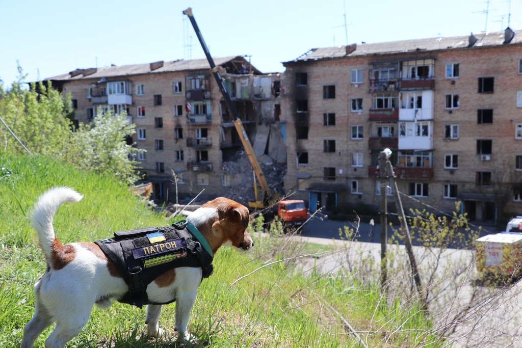 Słynny ukraiński pies-saper Patron