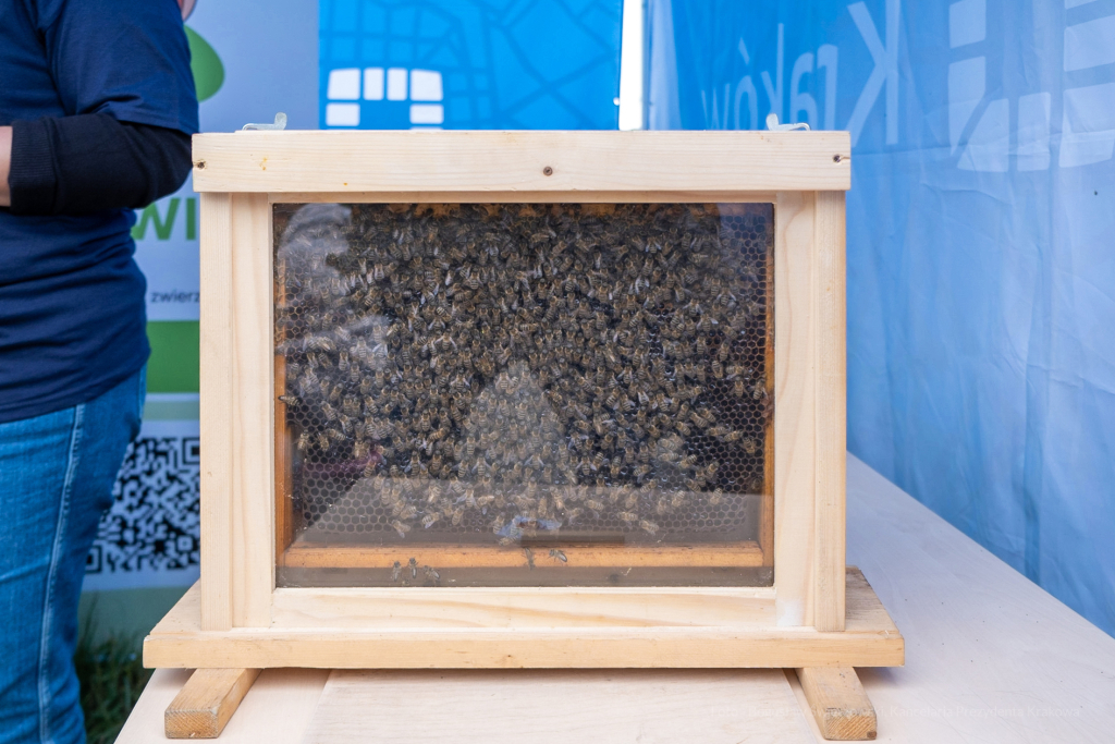 Tauron, Arena, Garden, impreza, policja, mpo, straż miejska, zabawa, atrakcje, dzieci, mpk  Autor: Bogusław Świerzowski