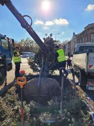 Dorodna sosna posadzona przy moście Dębnickim