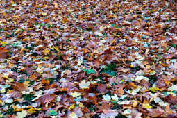 wopi6864.jpg-jesień, Kraków, Planty, Wojnarowski, krakowskie, 2022, liście, jesienne, drzewa