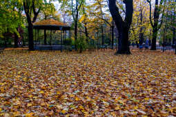 wopi6868.jpg-jesień, Kraków, Planty, Wojnarowski, krakowskie, 2022, liście, jesienne, drzewa