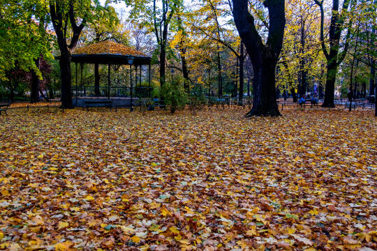 wopi6868.jpg-jesień, Kraków, Planty, Wojnarowski, krakowskie, 2022, liście, jesienne, drzewa