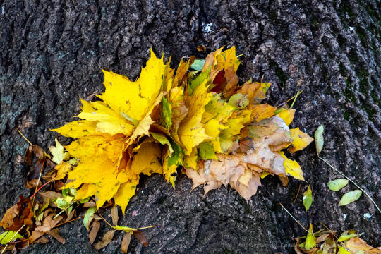 wopi6873.jpg-jesień, Kraków, Planty, Wojnarowski, krakowskie, 2022, liście, jesienne, drzewa