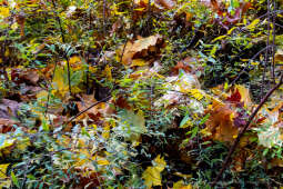 wopi6889.jpg-jesień, Kraków, Planty, Wojnarowski, krakowskie, 2022, liście, jesienne, drzewa