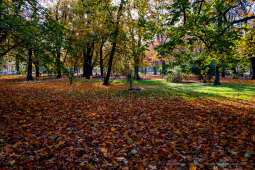 wopi7160.jpg-jesień, Kraków, Planty, Wojnarowski, krakowskie, 2022, liście, jesienne, drzewa