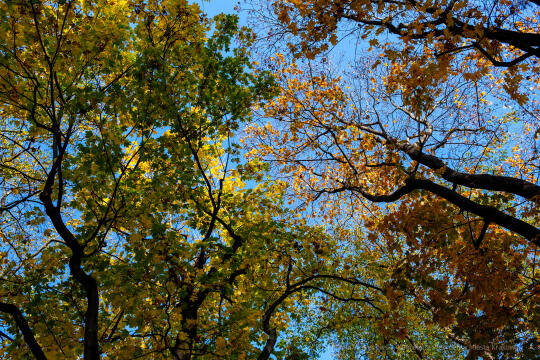 wopi7170.jpg-jesień, Kraków, Planty, Wojnarowski, krakowskie, 2022, liście, jesienne, drzewa