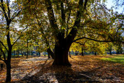 wopi7172.jpg-jesień, Kraków, Planty, Wojnarowski, krakowskie, 2022, liście, jesienne, drzewa