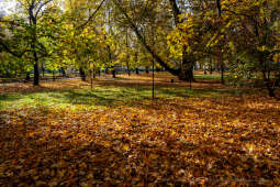 wopi7176.jpg-jesień, Kraków, Planty, Wojnarowski, krakowskie, 2022, liście, jesienne, drzewa