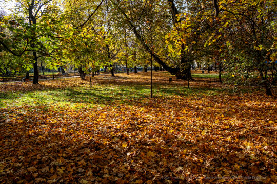 wopi7176.jpg-jesień, Kraków, Planty, Wojnarowski, krakowskie, 2022, liście, jesienne, drzewa