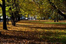 wopi7188.jpg-jesień, Kraków, Planty, Wojnarowski, krakowskie, 2022, liście, jesienne, drzewa