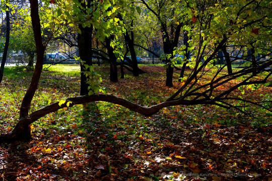 wopi7196.jpg-jesień, Kraków, Planty, Wojnarowski, krakowskie, 2022, liście, jesienne, drzewa