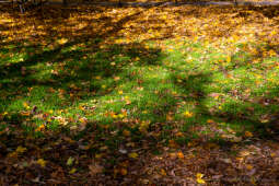 wopi7199.jpg-jesień, Kraków, Planty, Wojnarowski, krakowskie, 2022, liście, jesienne, drzewa