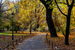 wopi7202.jpg-jesień, Kraków, Planty, Wojnarowski, krakowskie, 2022, liście, jesienne, drzewa