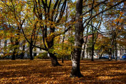 wopi7205.jpg-jesień, Kraków, Planty, Wojnarowski, krakowskie, 2022, liście, jesienne, drzewa