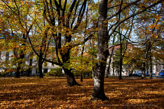 wopi7205.jpg-jesień, Kraków, Planty, Wojnarowski, krakowskie, 2022, liście, jesienne, drzewa