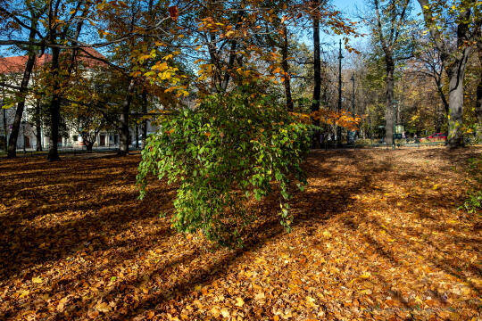 wopi7213.jpg-jesień, Kraków, Planty, Wojnarowski, krakowskie, 2022, liście, jesienne, drzewa