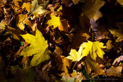 wopi7215.jpg-jesień, Kraków, Planty, Wojnarowski, krakowskie, 2022, liście, jesienne, drzewa