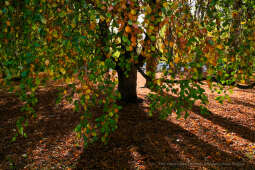 wopi7233.jpg-jesień, Kraków, Planty, Wojnarowski, krakowskie, 2022, liście, jesienne, drzewa