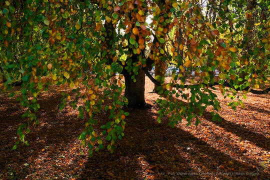wopi7233.jpg-jesień, Kraków, Planty, Wojnarowski, krakowskie, 2022, liście, jesienne, drzewa