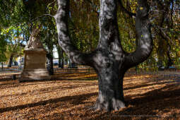 wopi7237.jpg-jesień, Kraków, Planty, Wojnarowski, krakowskie, 2022, liście, jesienne, drzewa