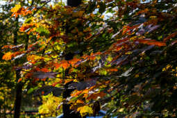 wopi7244.jpg-jesień, Kraków, Planty, Wojnarowski, krakowskie, 2022, liście, jesienne, drzewa